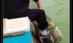 钓鱼爆料视频最新,最新爆料视频带你领略垂钓乐趣与技巧